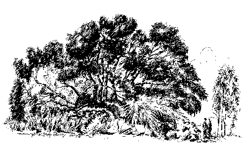 Fig Tree - Ficus platypoda