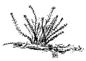 Pimelea linifolia - growth habit