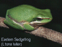 Eastern Sedgefrog