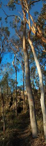 The escarpment at Pullen Reach, Brisbane River, is visible in the background, through the trees