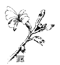 Velleia paradoxa - flower detail